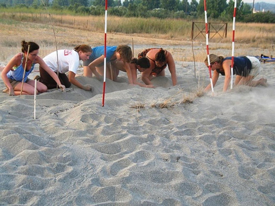  Kornjače CarettaCaretta 